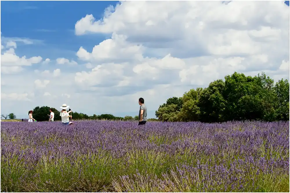 Touristes asiatiques en Provence valensole_DSC_9287_1